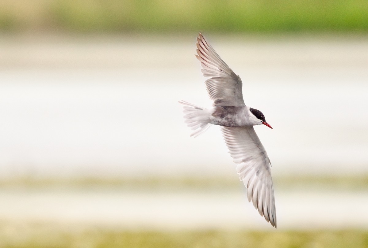 Whiskered Tern - ML646709089