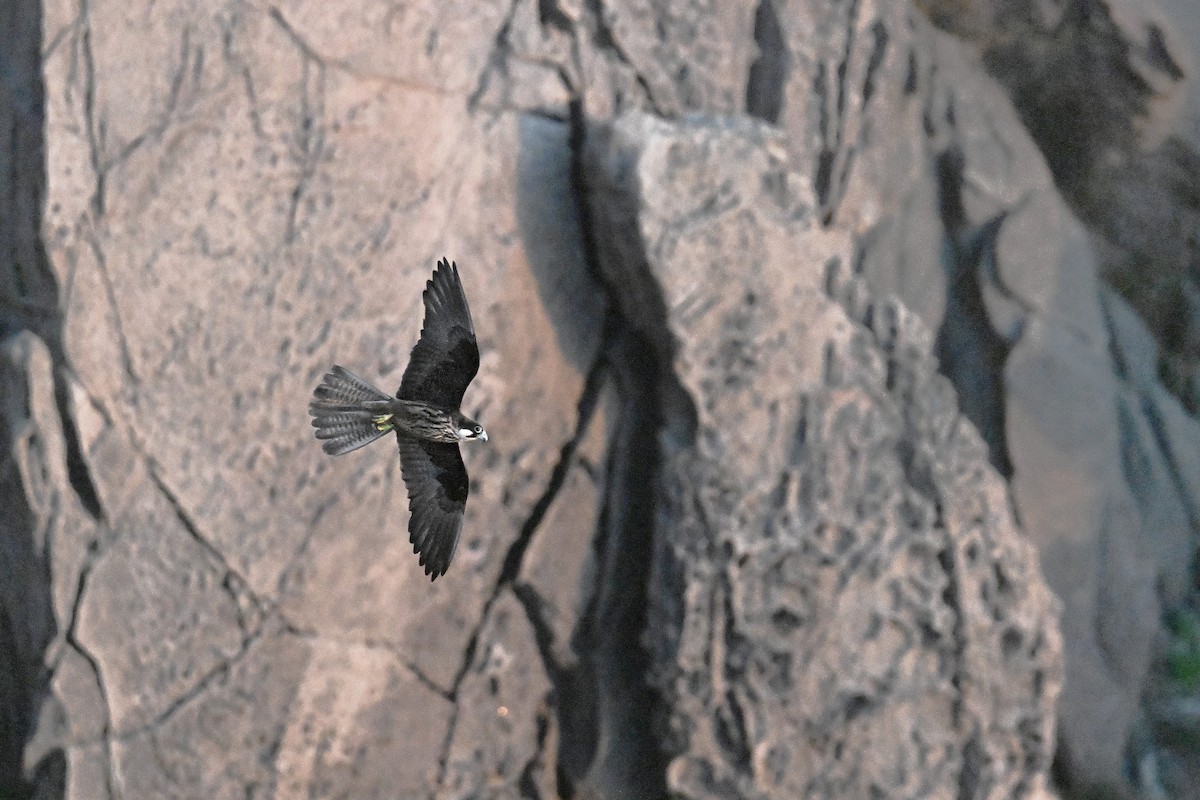 Faucon d'Éléonore - ML646709102