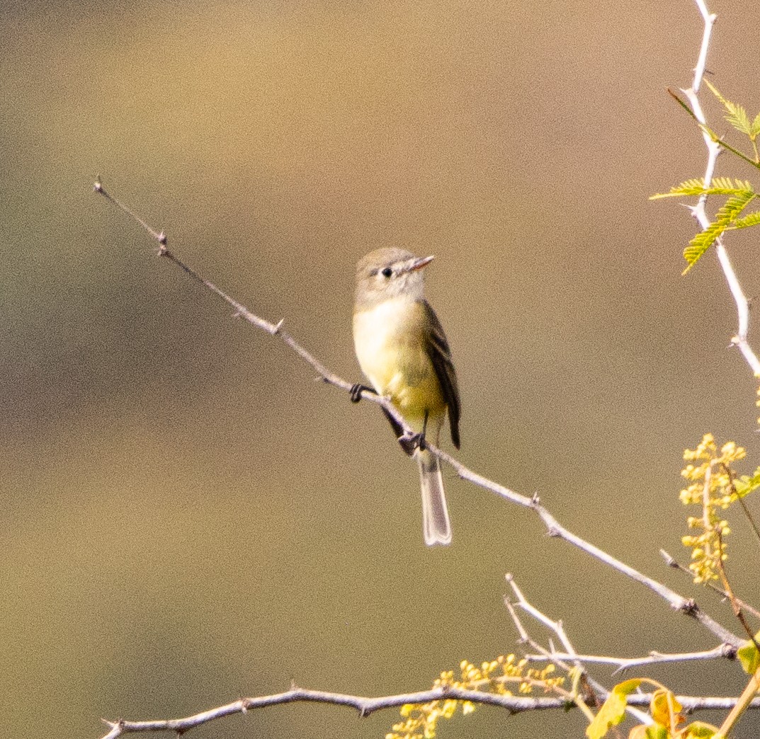 Hammond's/Dusky Flycatcher - ML646709103