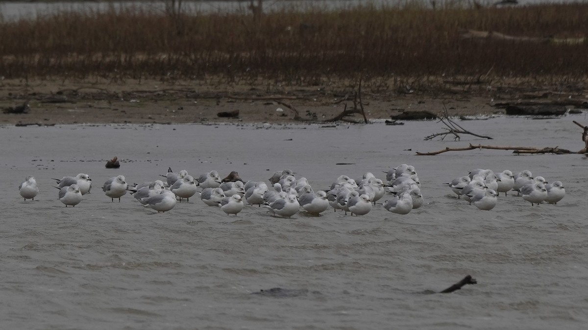 Ring-billed Gull - ML646709105
