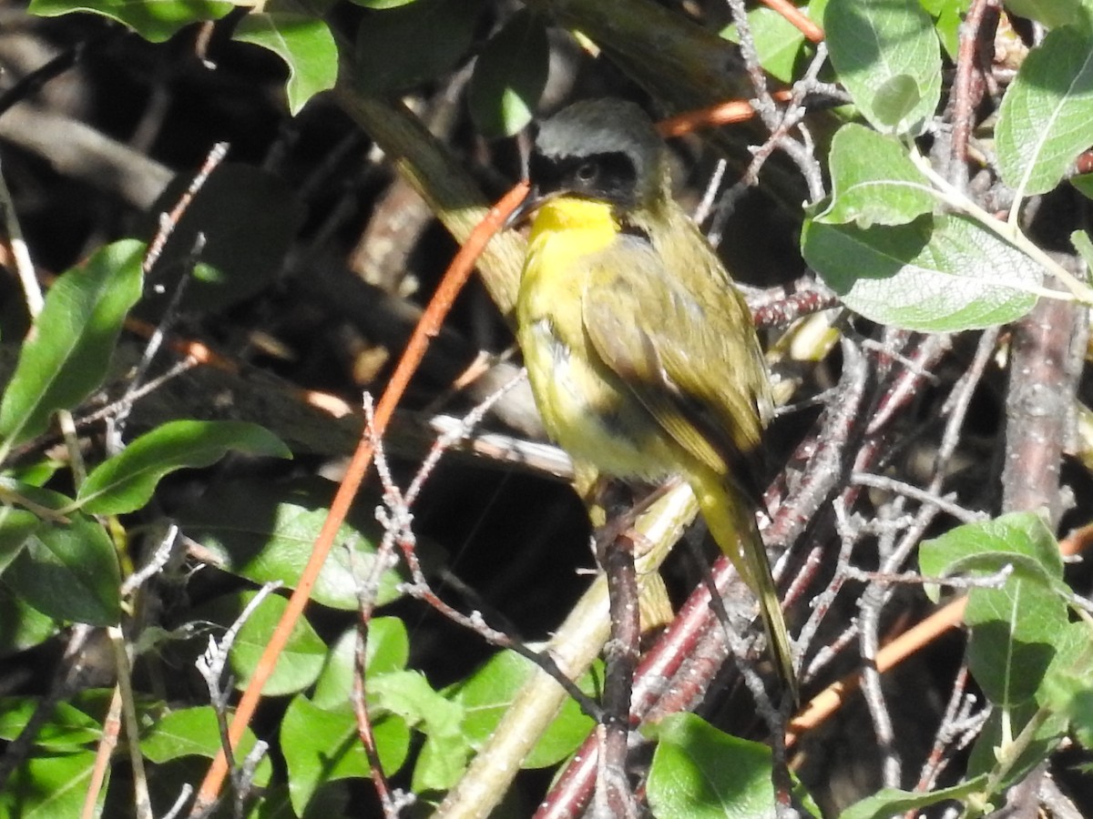 Common Yellowthroat - ML64670911