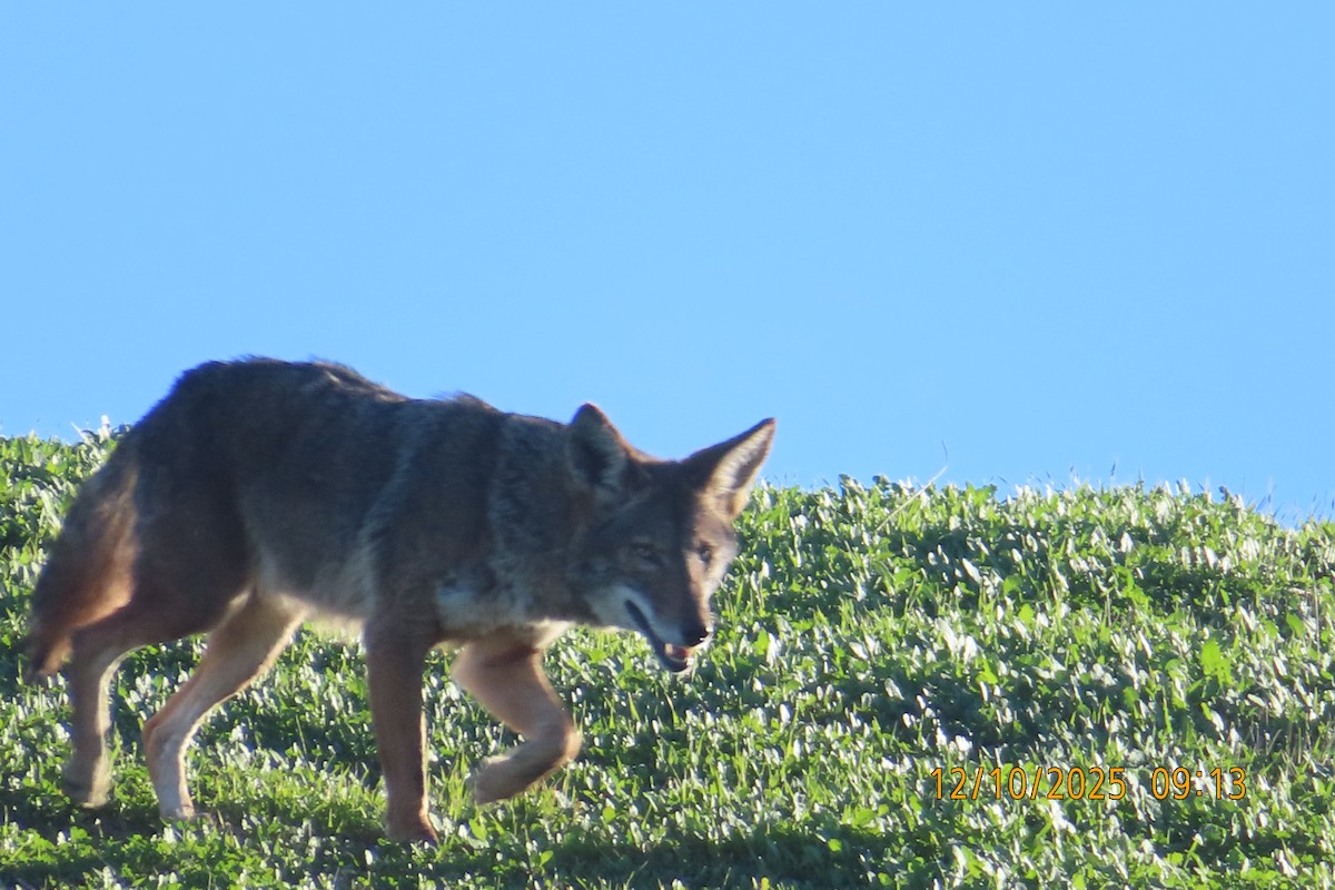 Animals - ML646709111