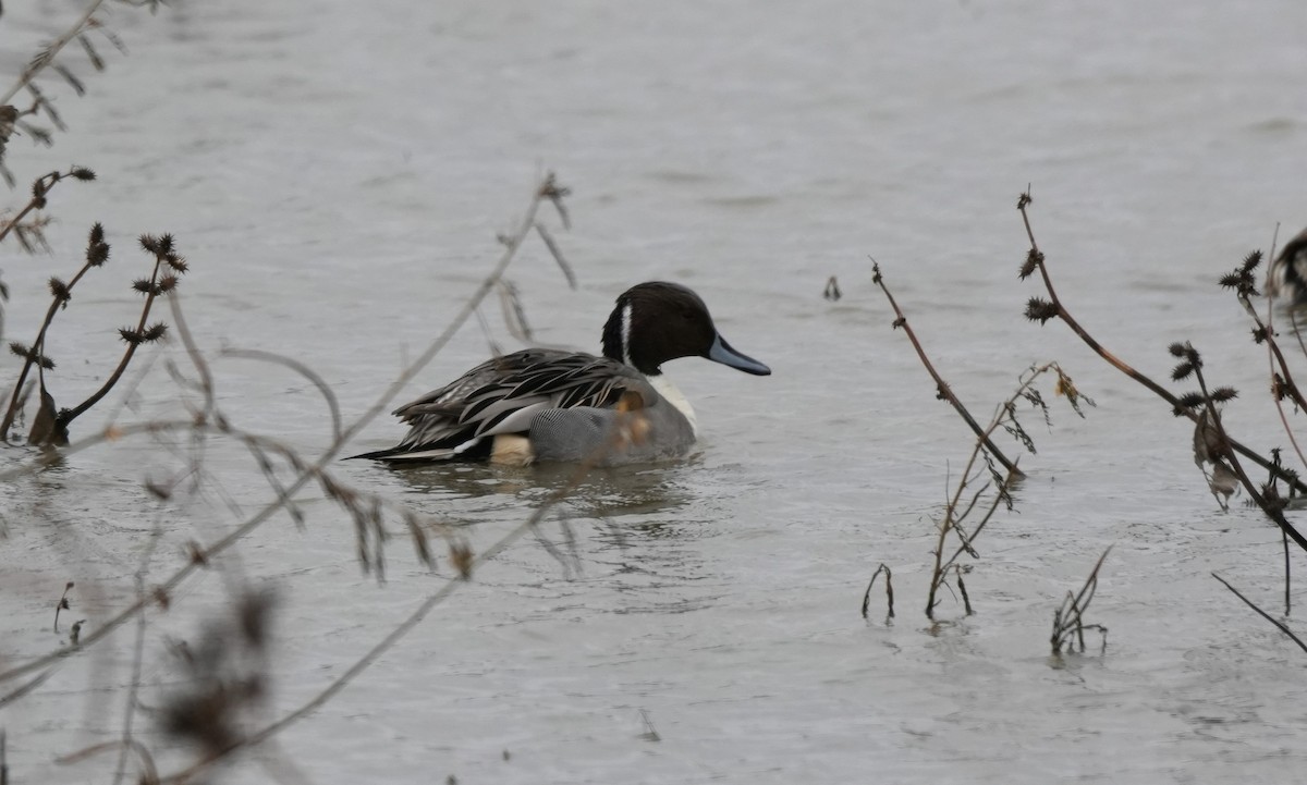 Northern Pintail - ML646709113