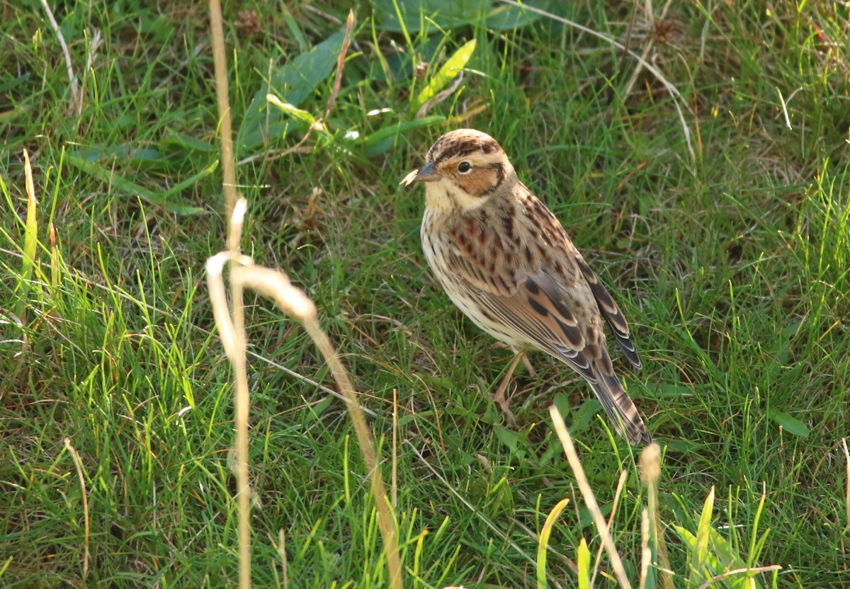 Little Bunting - ML646709114