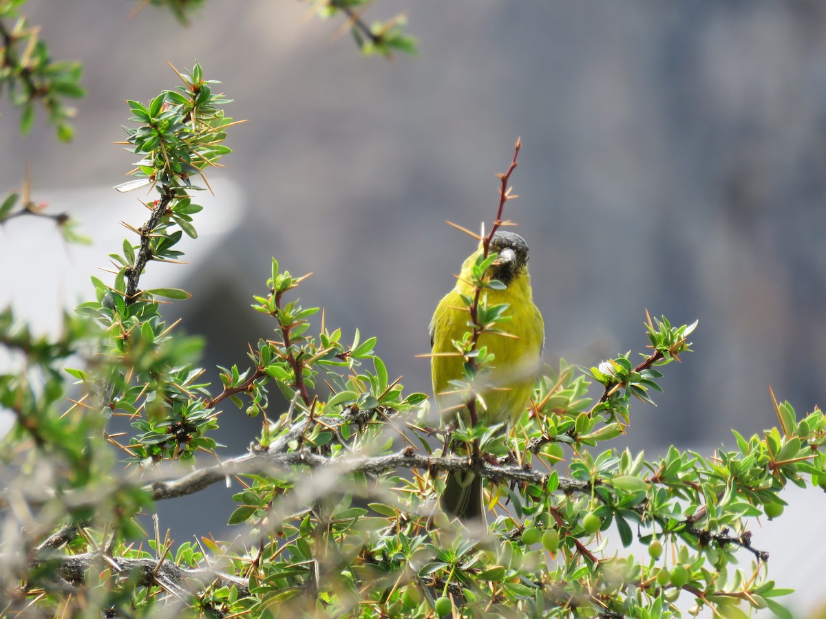 Black-chinned Siskin - ML646709115