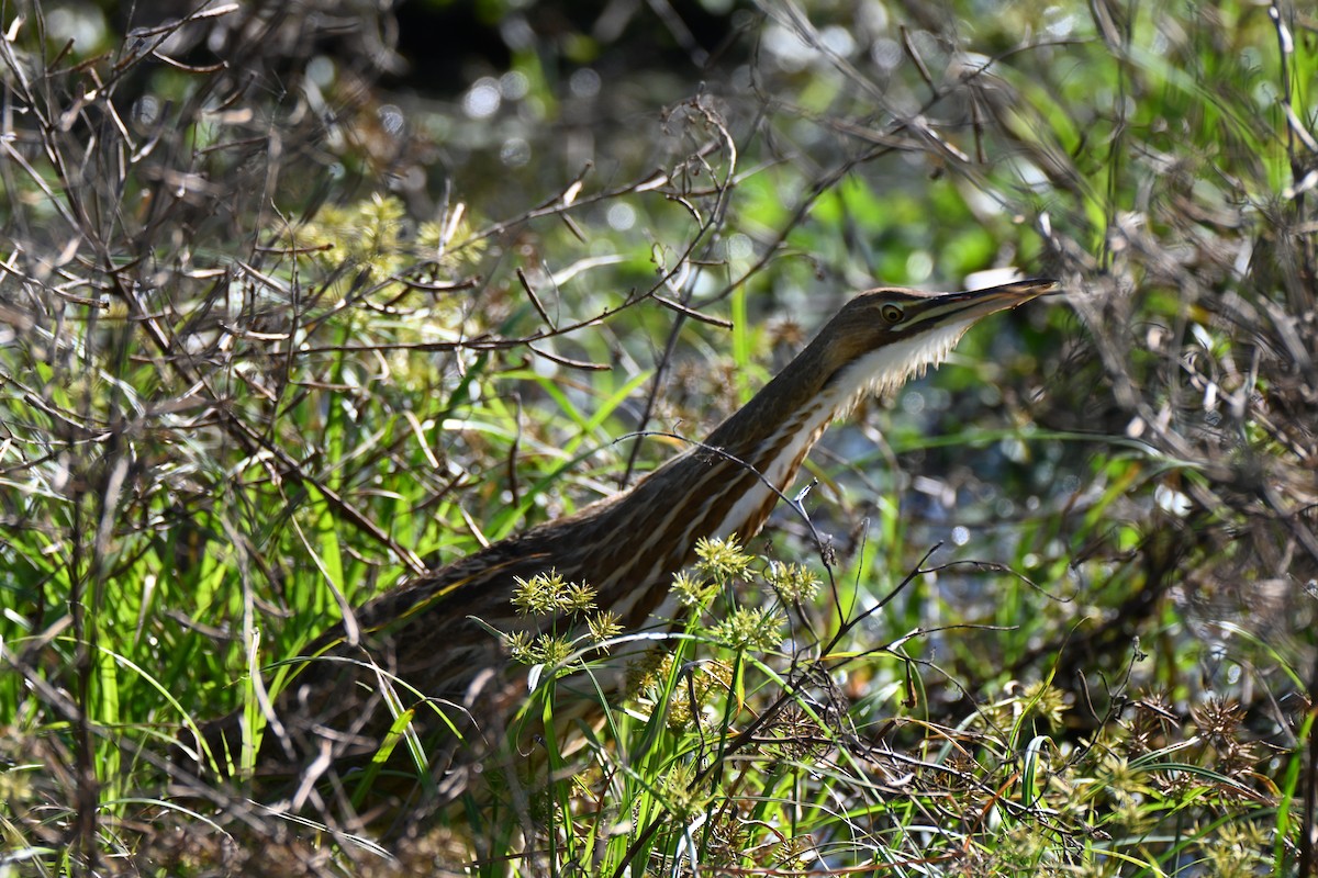 American Bittern - ML646709117