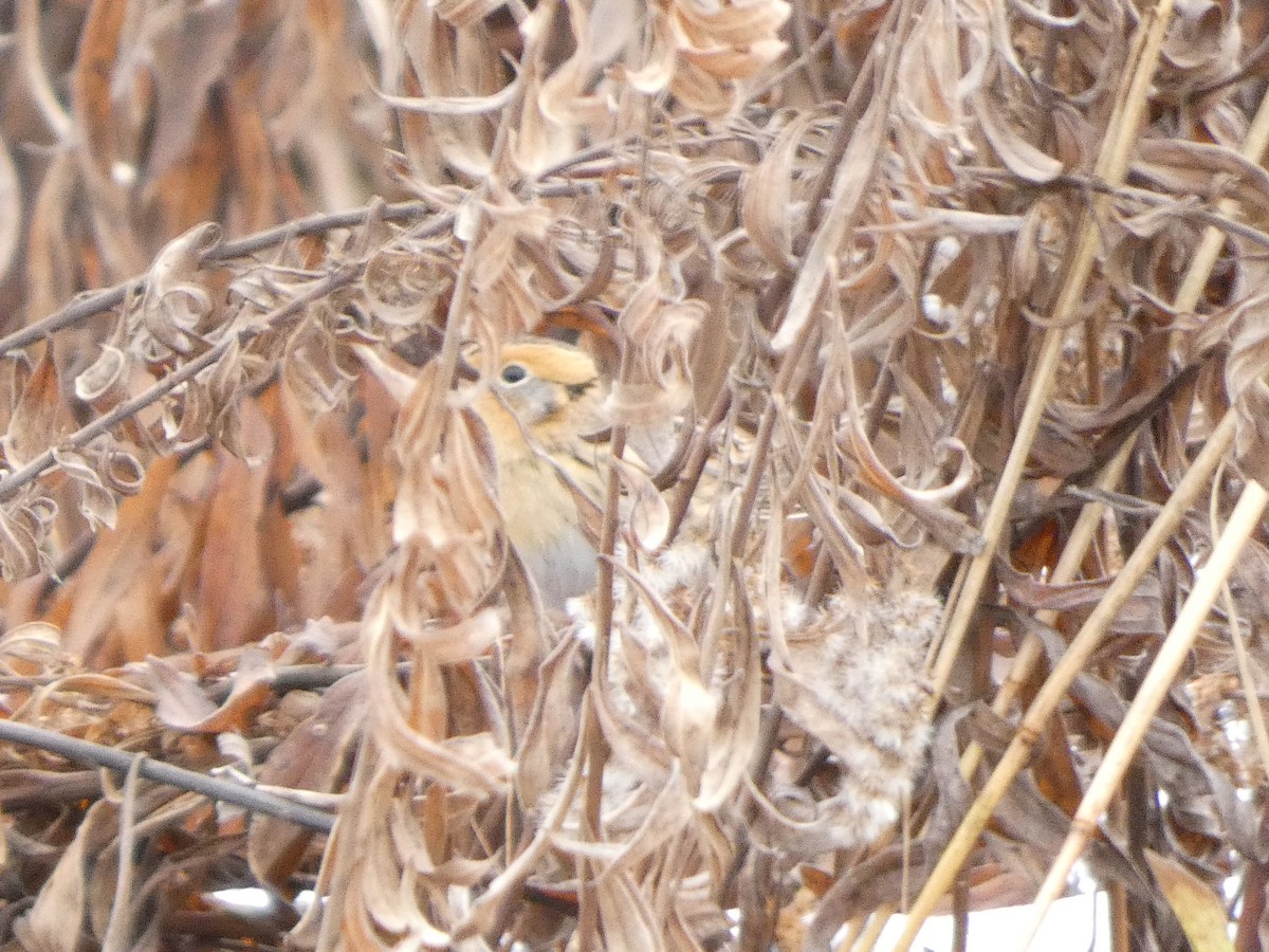 LeConte's Sparrow - ML646709122