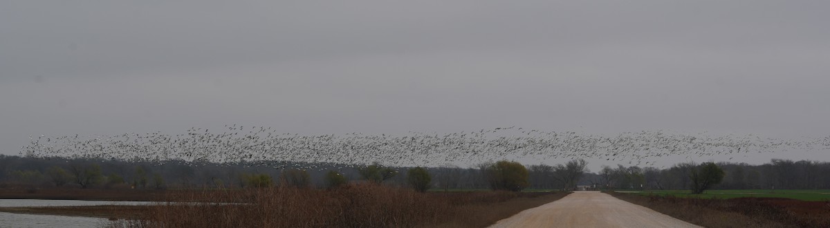 Snow Goose - ML646709123