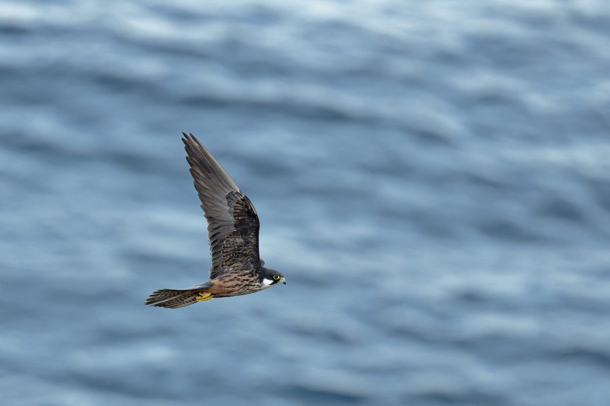 Faucon d'Éléonore - ML646709125