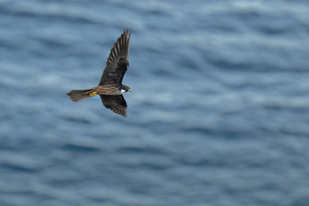 Faucon d'Éléonore - ML646709126