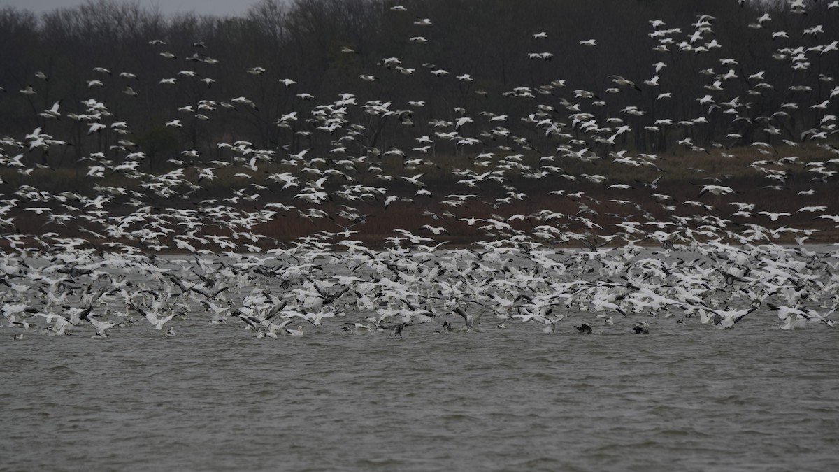 Snow Goose - ML646709127