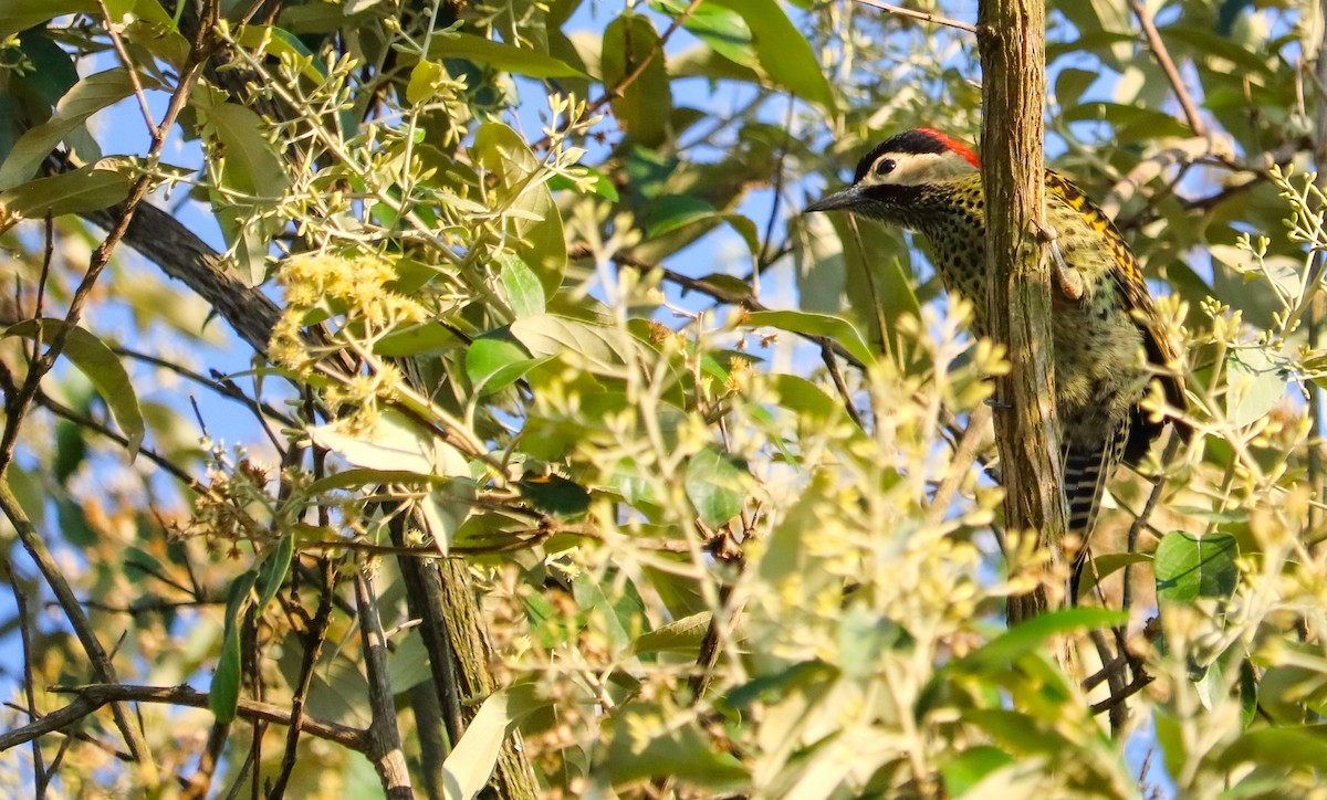 Декол плямистоволий - ML646709128