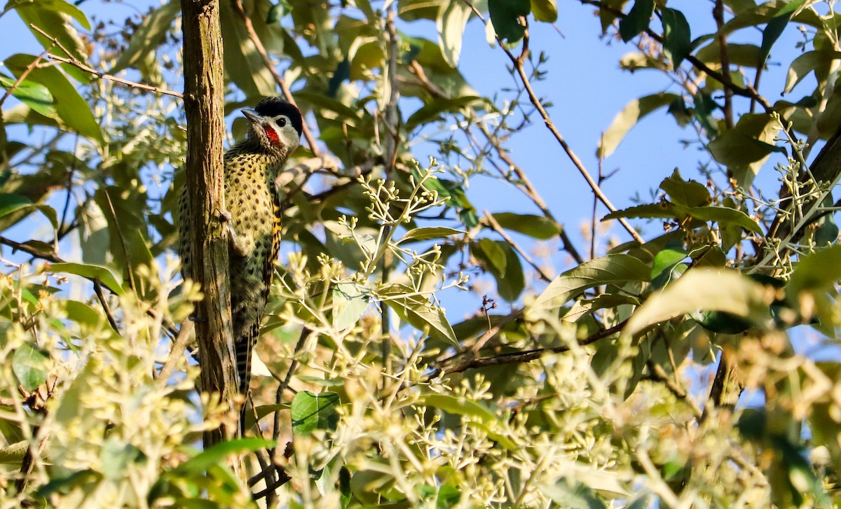 Декол плямистоволий - ML646709129