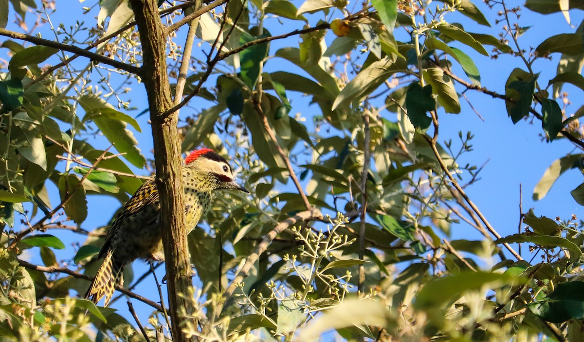 Декол плямистоволий - ML646709130