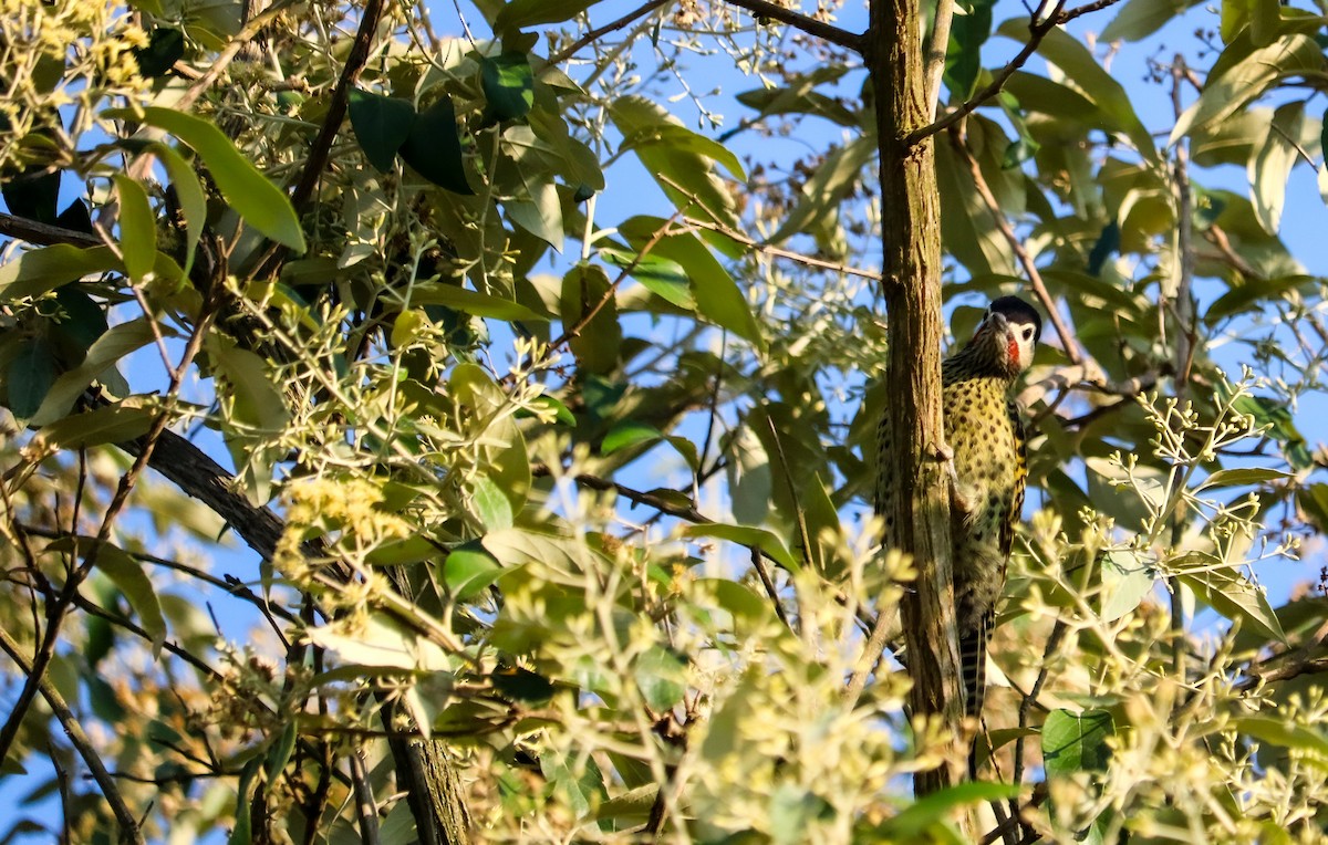 Декол плямистоволий - ML646709132