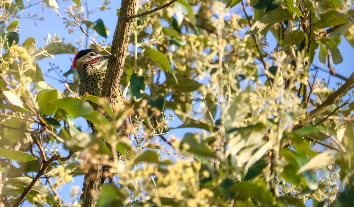 Декол плямистоволий - ML646709133