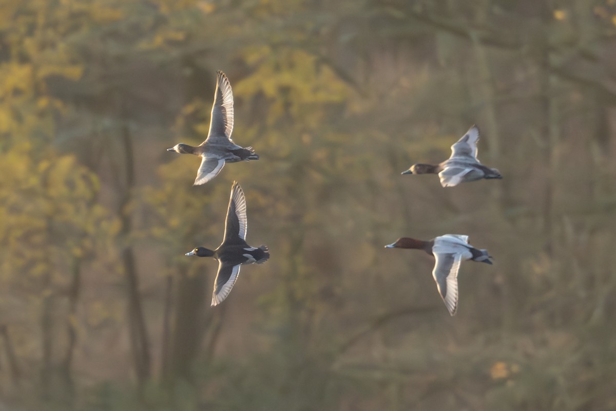 Moretta dal collare - ML646709135