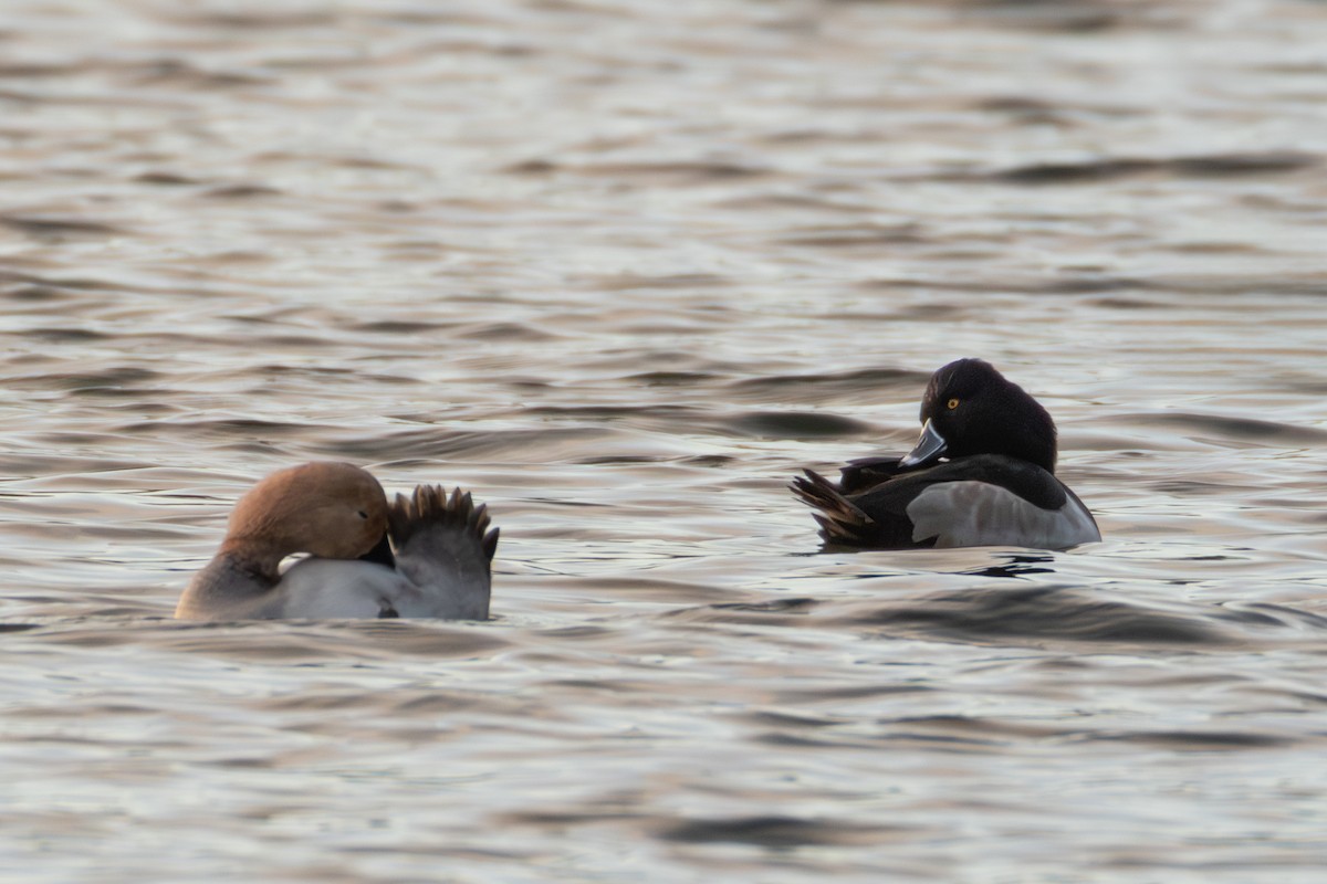 Moretta dal collare - ML646709136