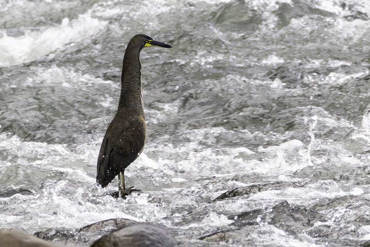 bukač proužkovaný - ML646709137