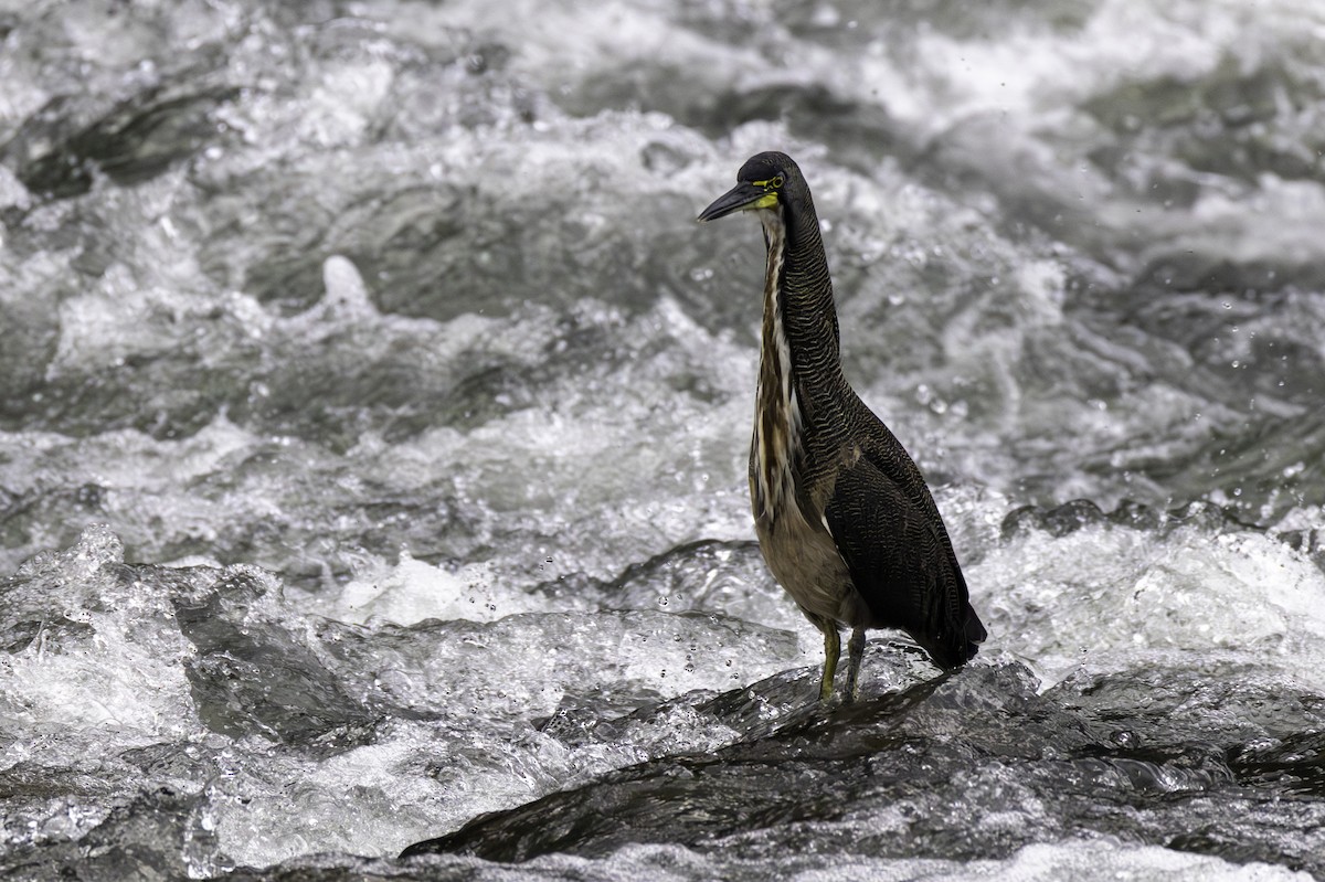bukač proužkovaný - ML646709138
