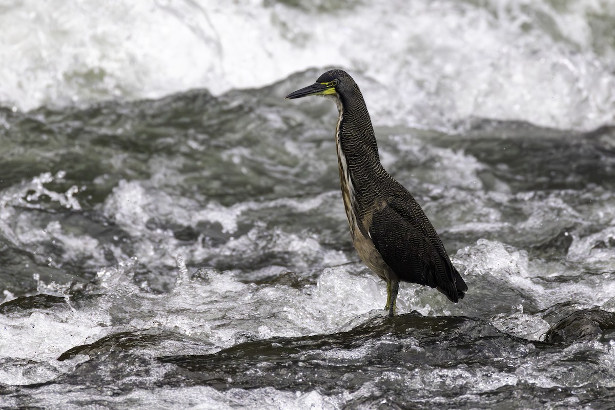 bukač proužkovaný - ML646709139