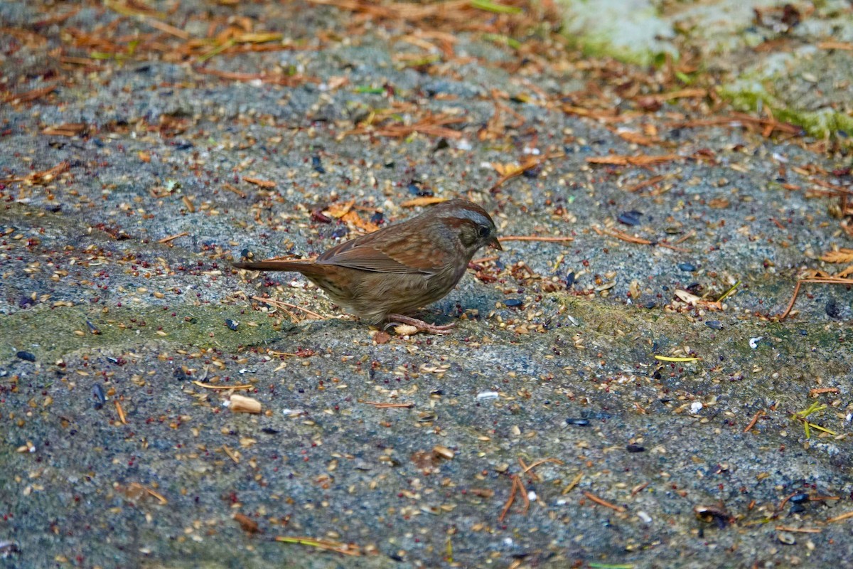 Пасовка співоча - ML646709148