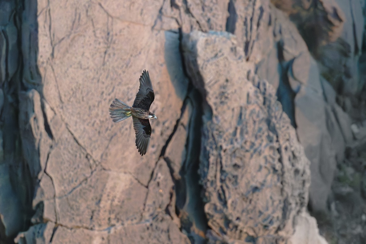 Faucon d'Éléonore - ML646709150