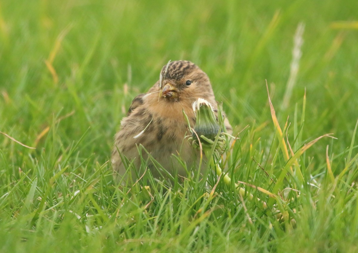 Twite - ML646709151