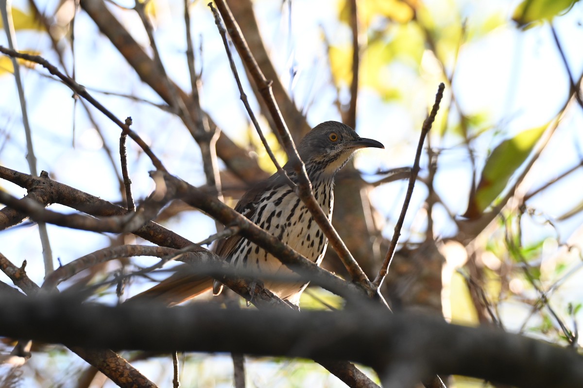 Brown Thrasher - ML646709154