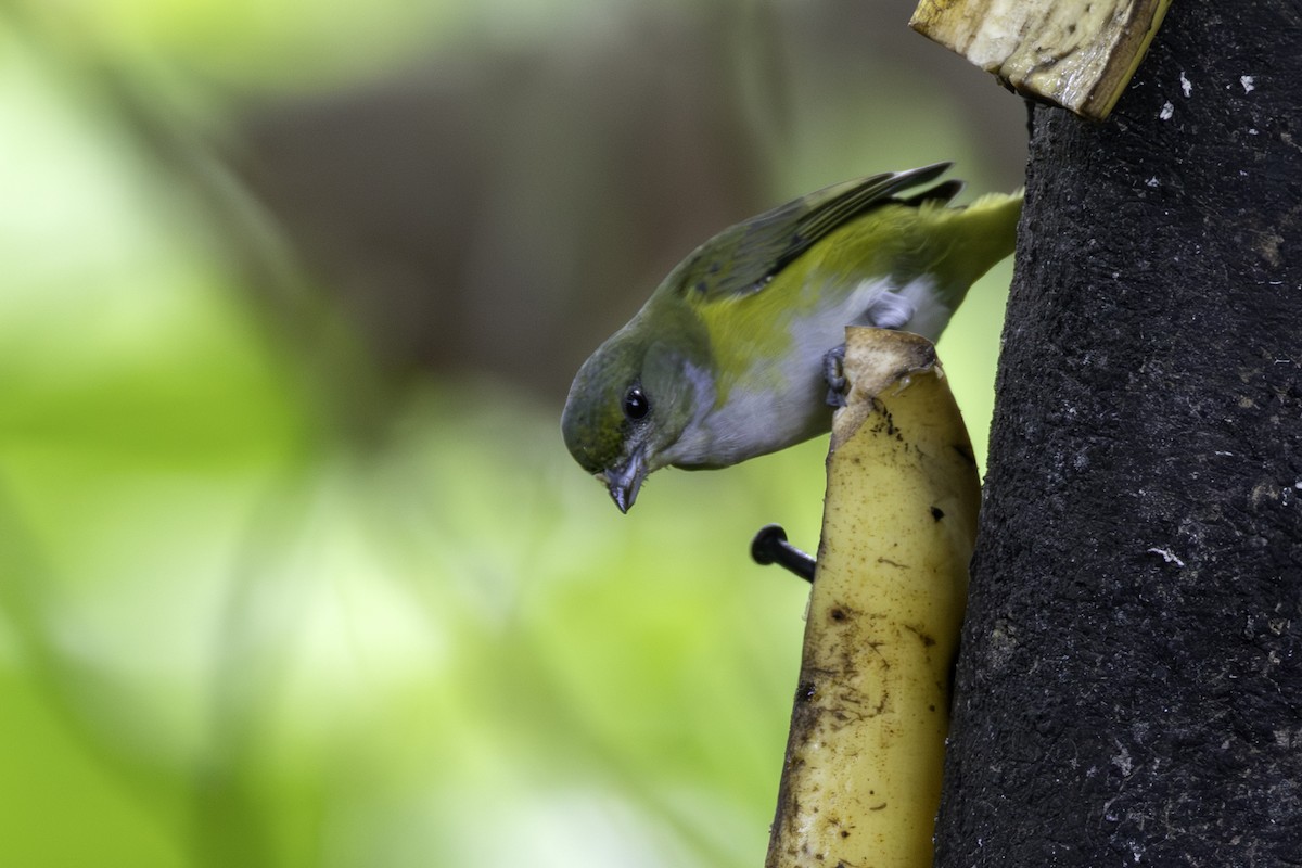 キノドスミレフウキンチョウ - ML646709155