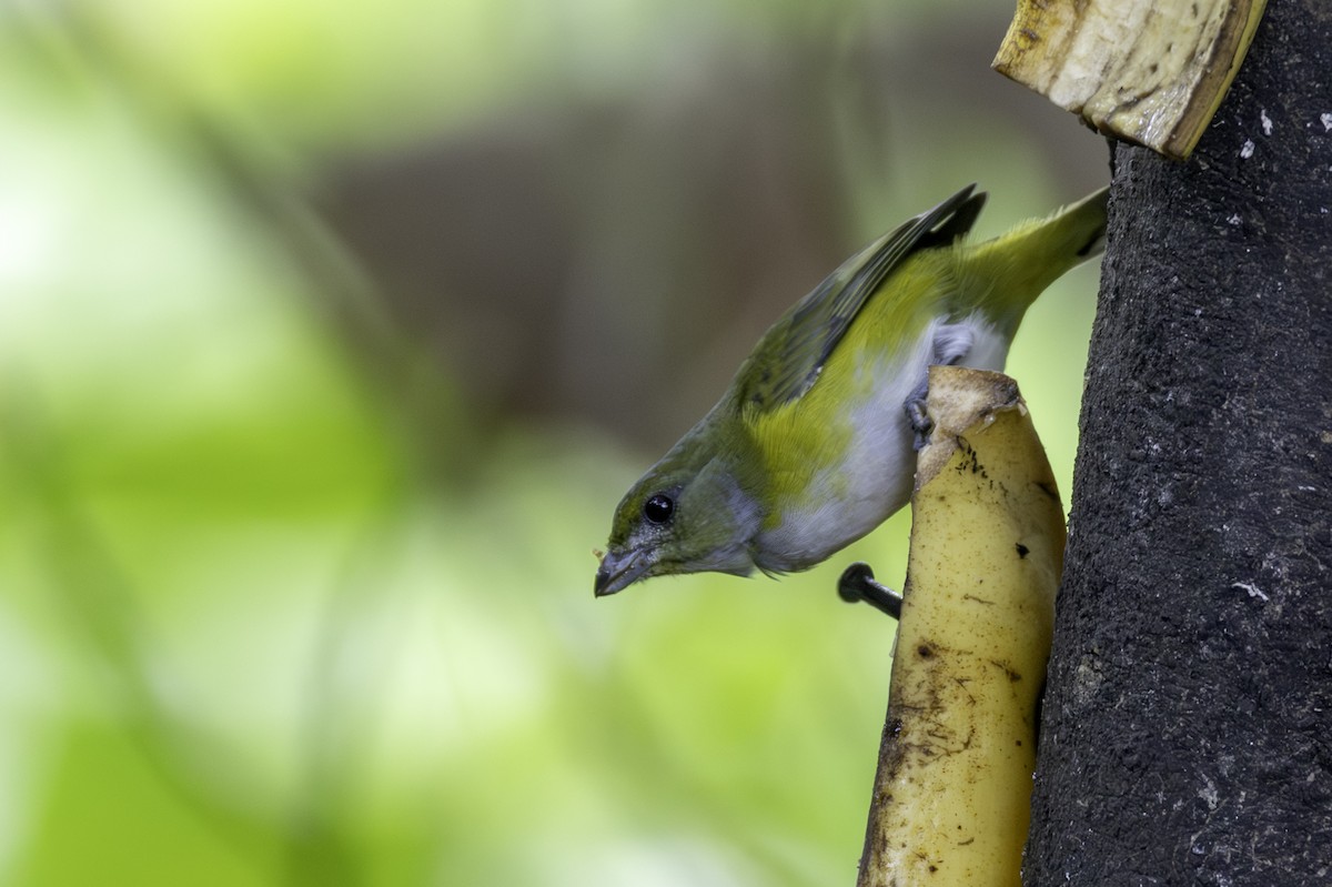 キノドスミレフウキンチョウ - ML646709156