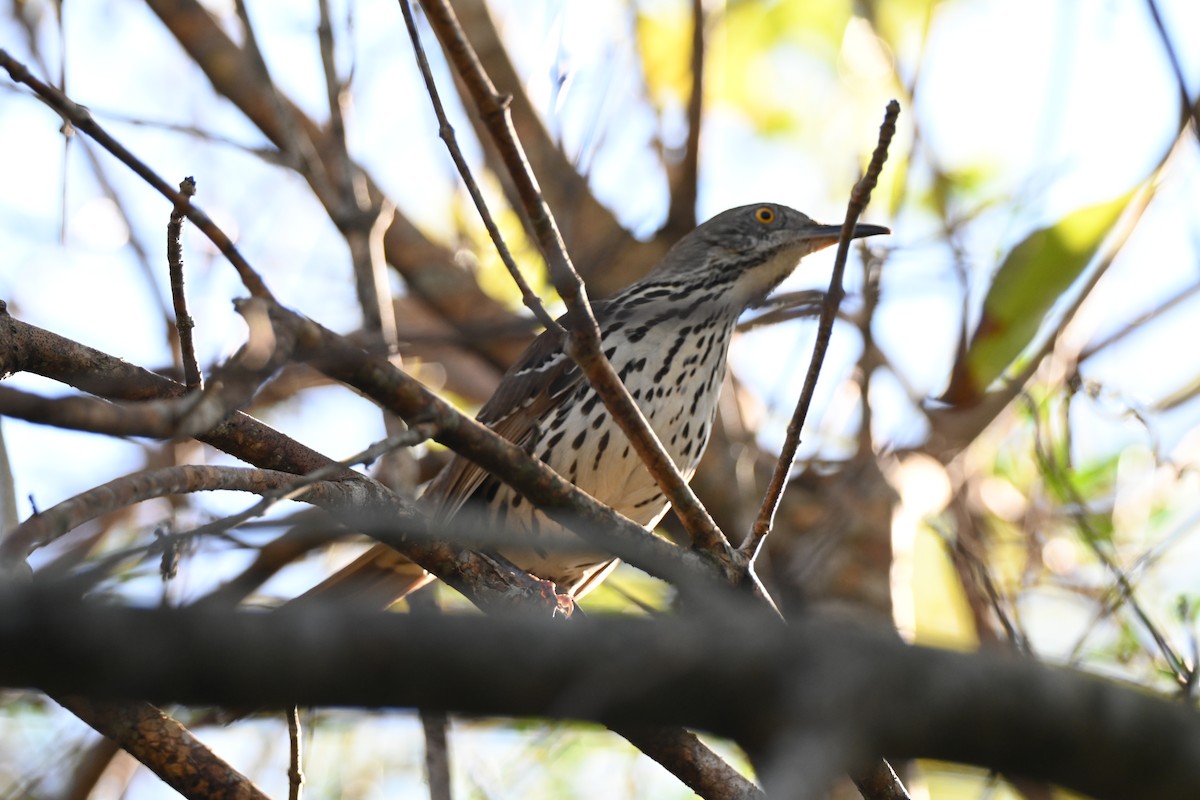 Brown Thrasher - ML646709157