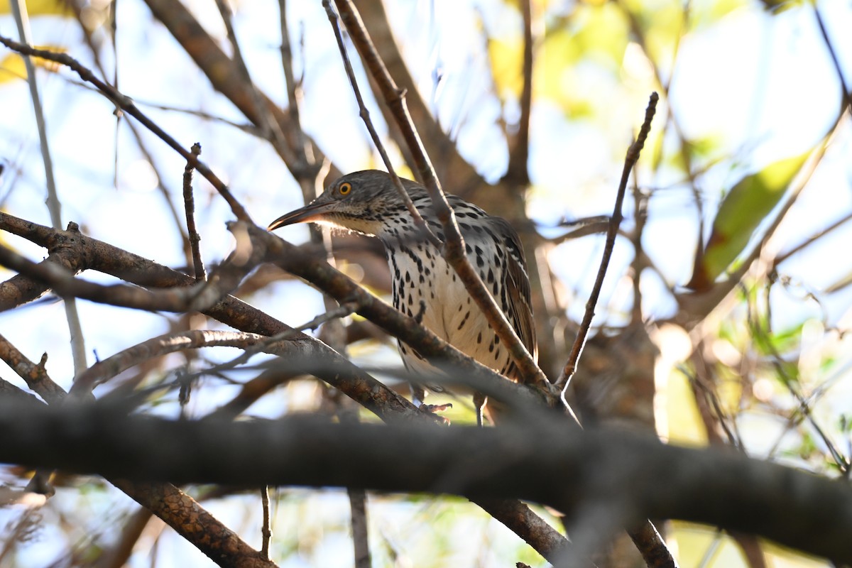 Brown Thrasher - ML646709158