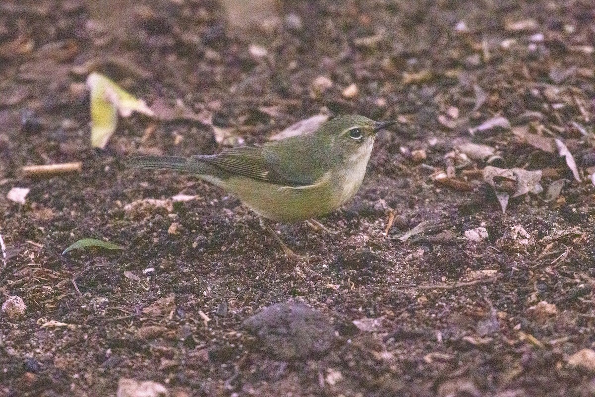 Paruline bleue - ML646709161