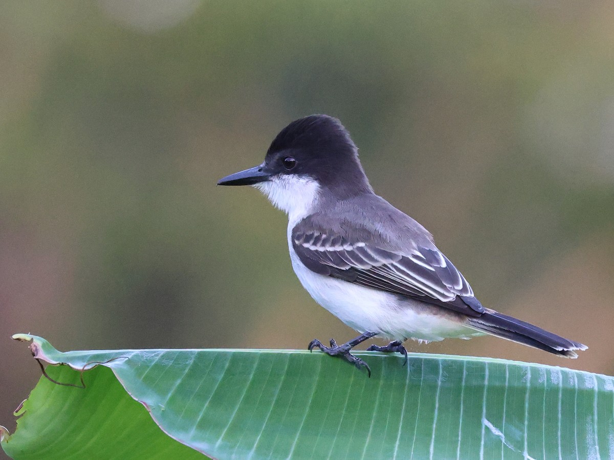 Loggerhead Kingbird - ML646709162