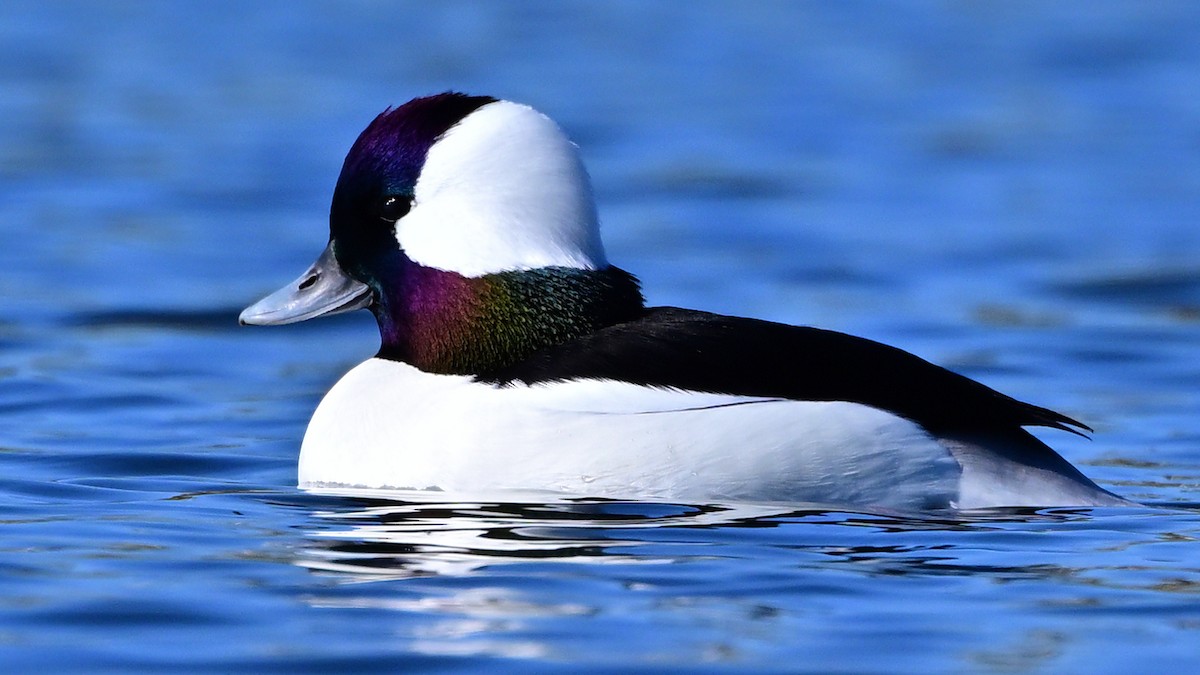 bøffeland - ML646709163