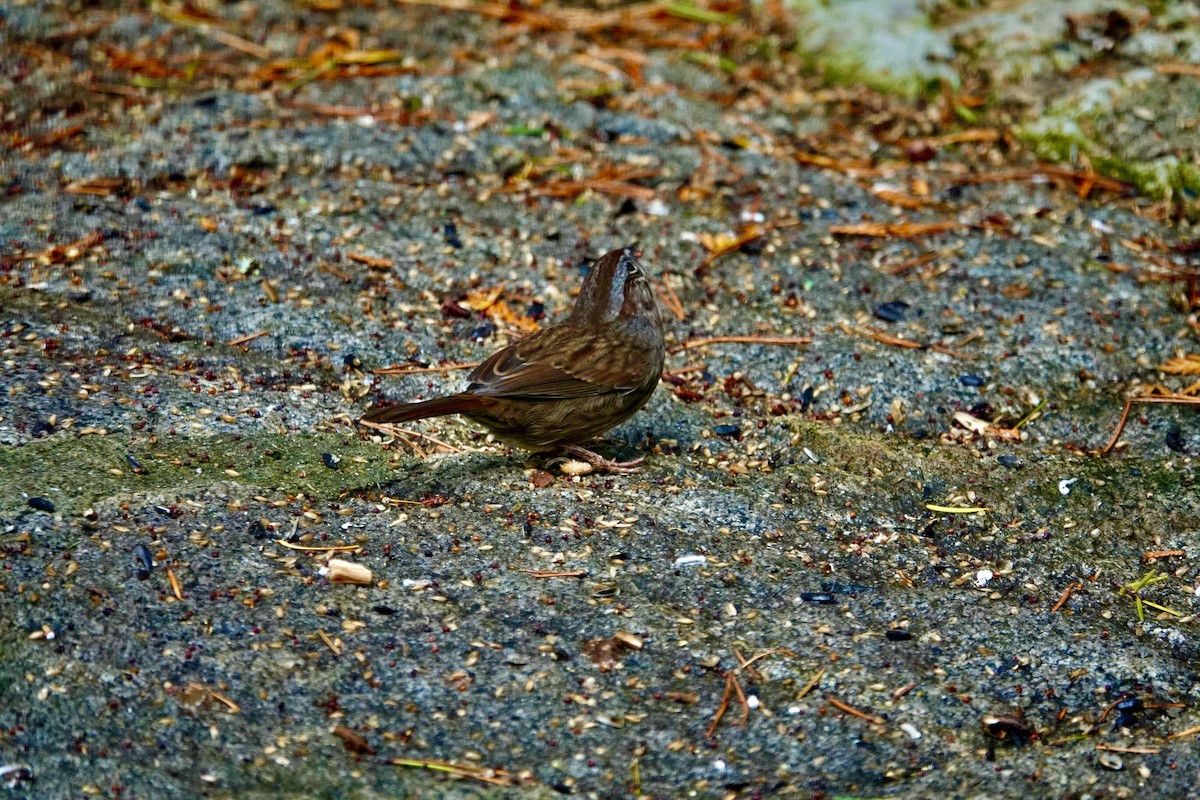 Пасовка співоча - ML646709167