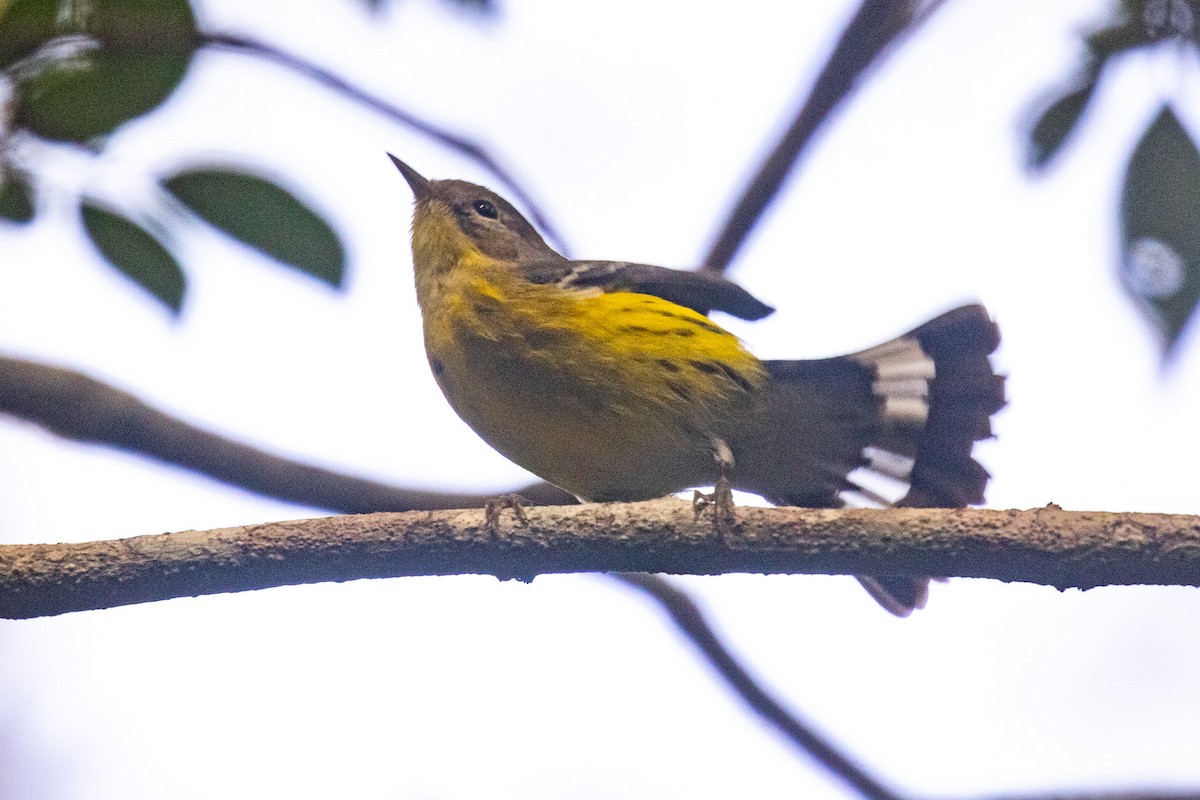 Paruline à tête cendrée - ML646709168