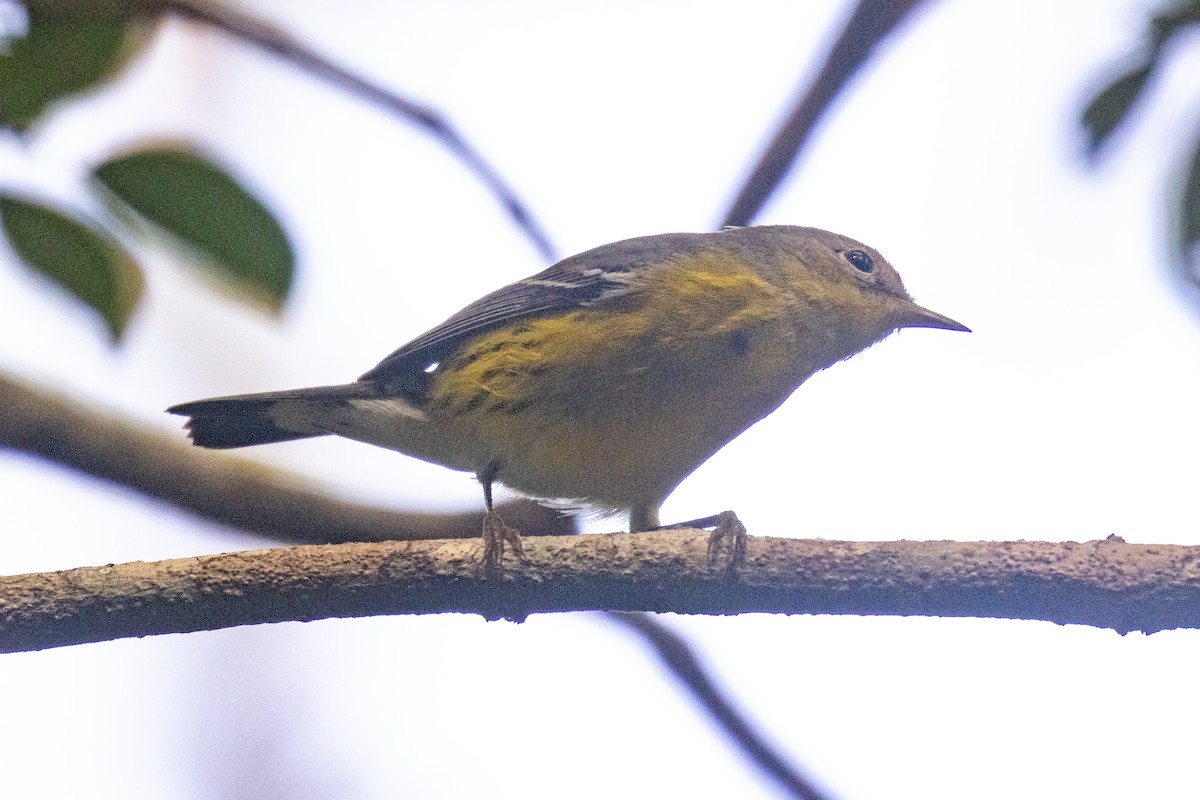 Magnolia Warbler - ML646709169