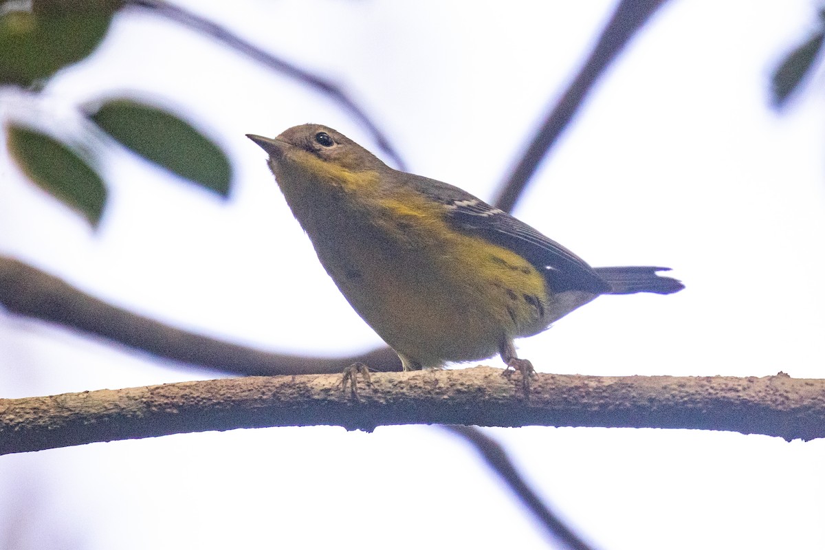 Paruline à tête cendrée - ML646709170