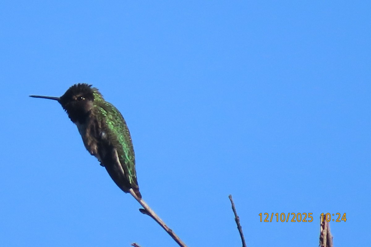 Anna's Hummingbird - ML646709172