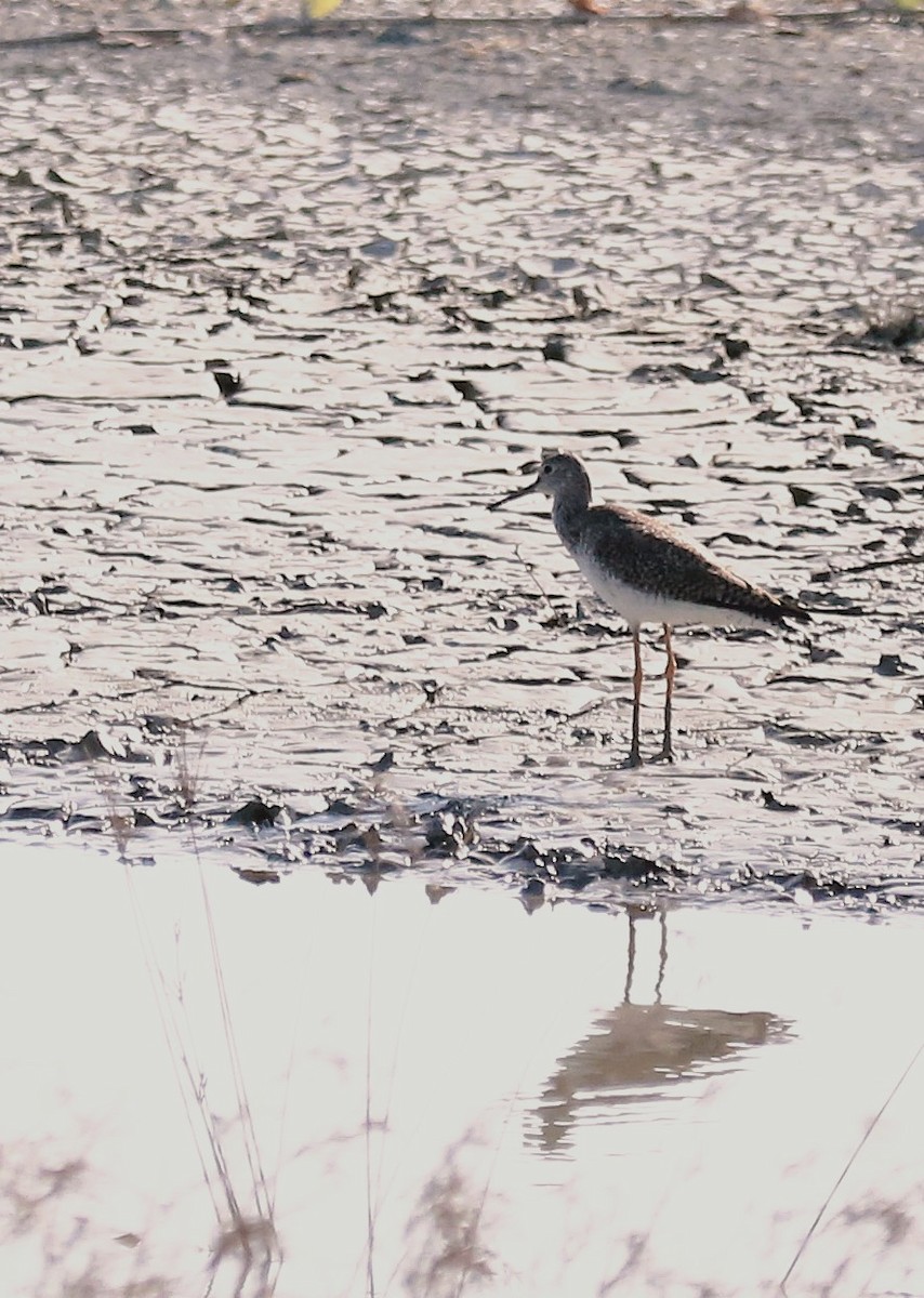 コキアシシギ／オオキアシシギ - ML646709173