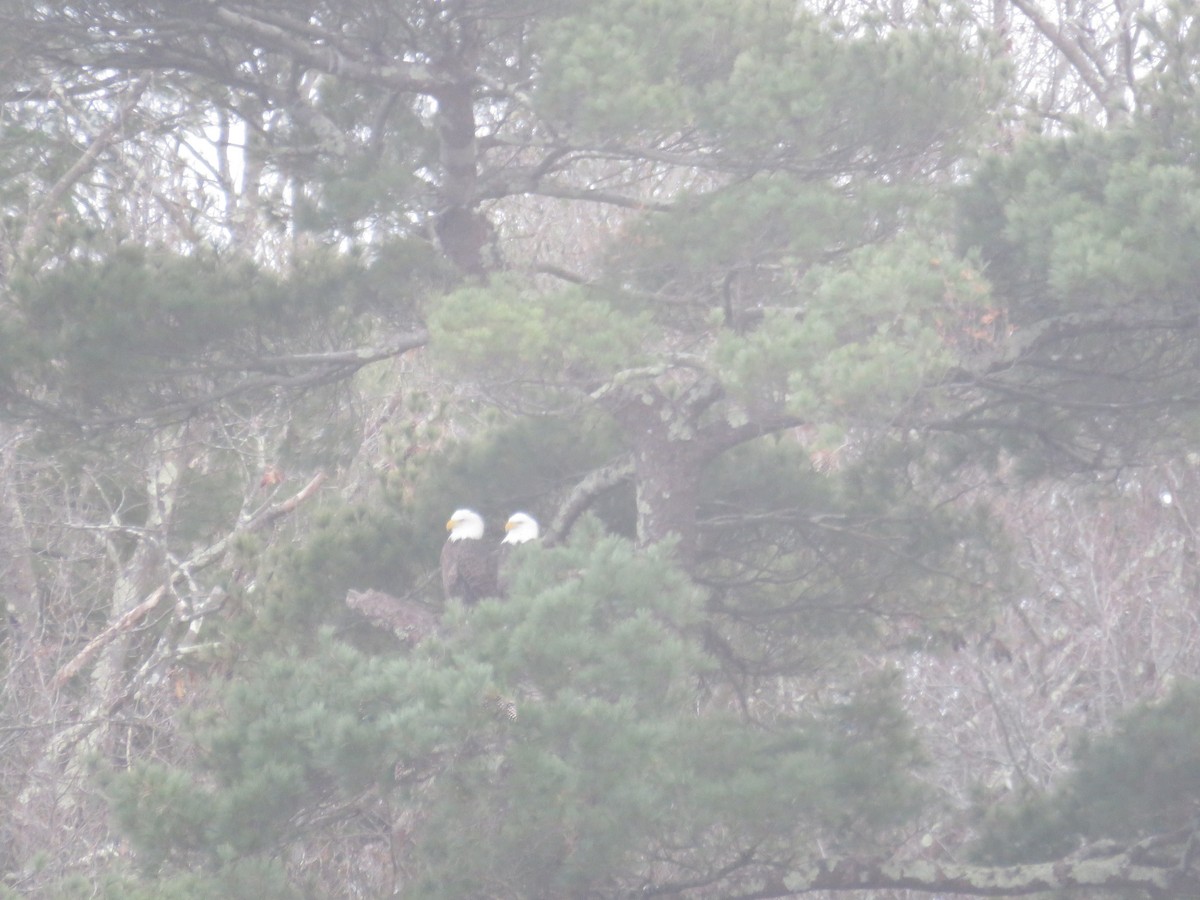 Bald Eagle - ML646709174