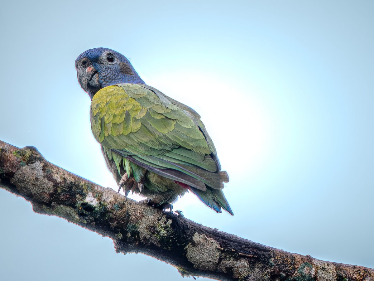 Blue-headed Parrot - ML646709175