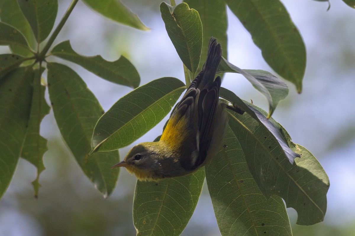 Northern Parula - ML646709176