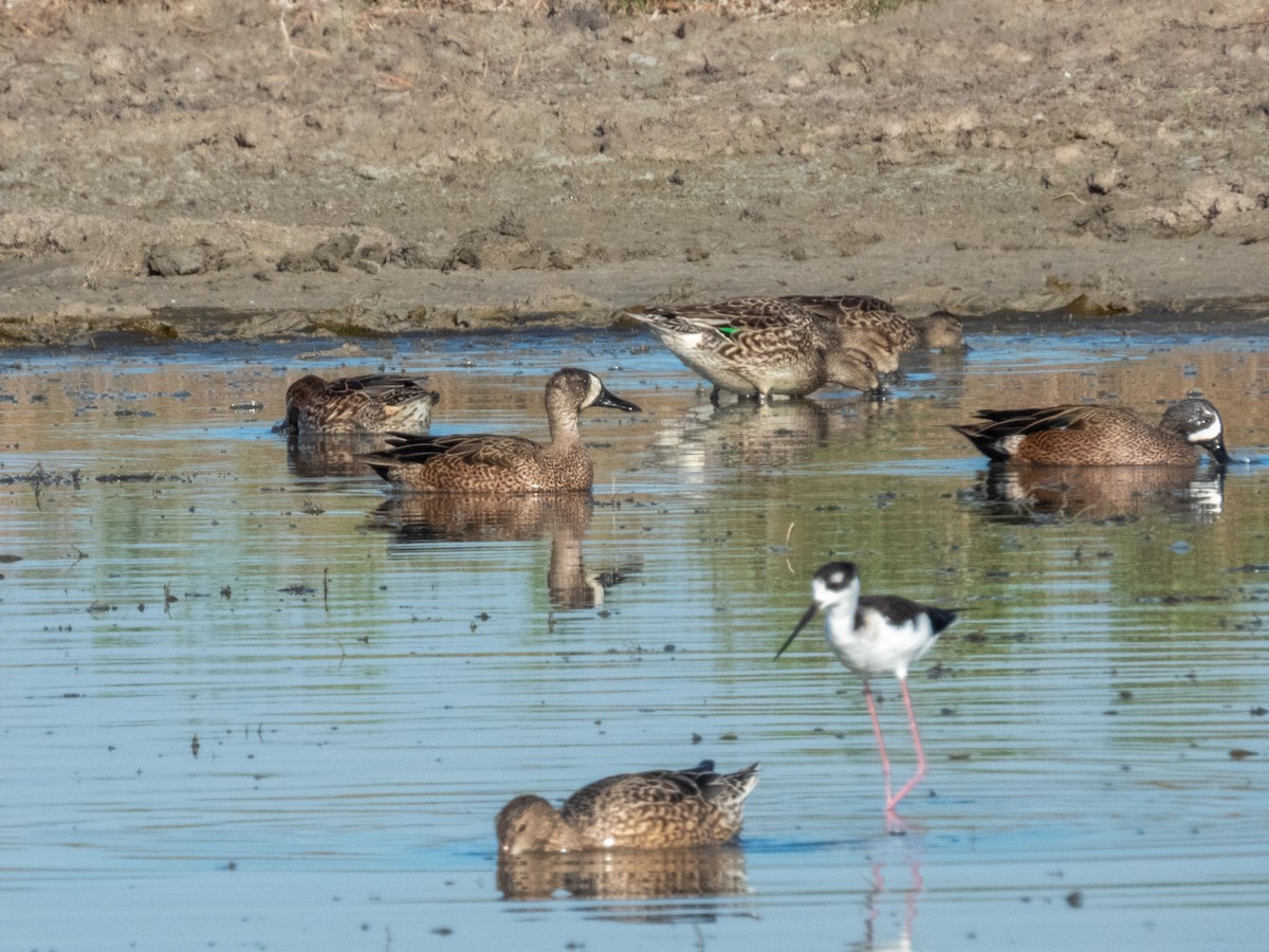 Blue-winged Teal - ML646709177