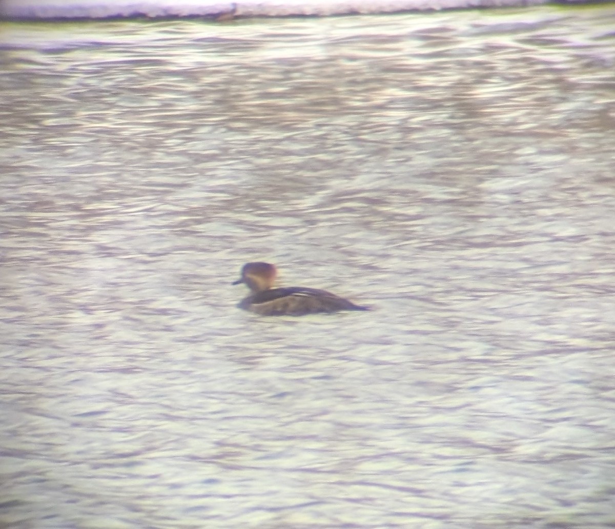 Hooded Merganser - ML646709180