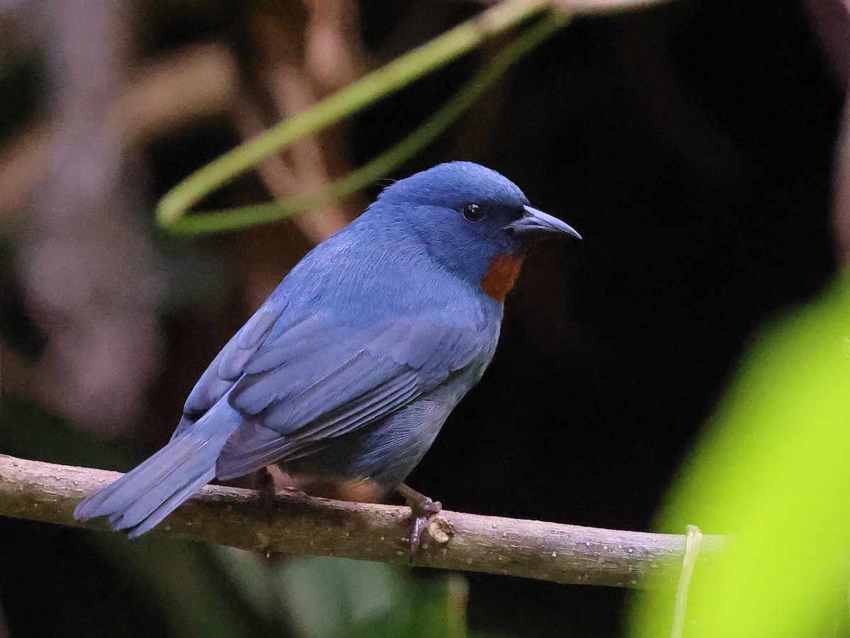 Orangequit - ML646709181