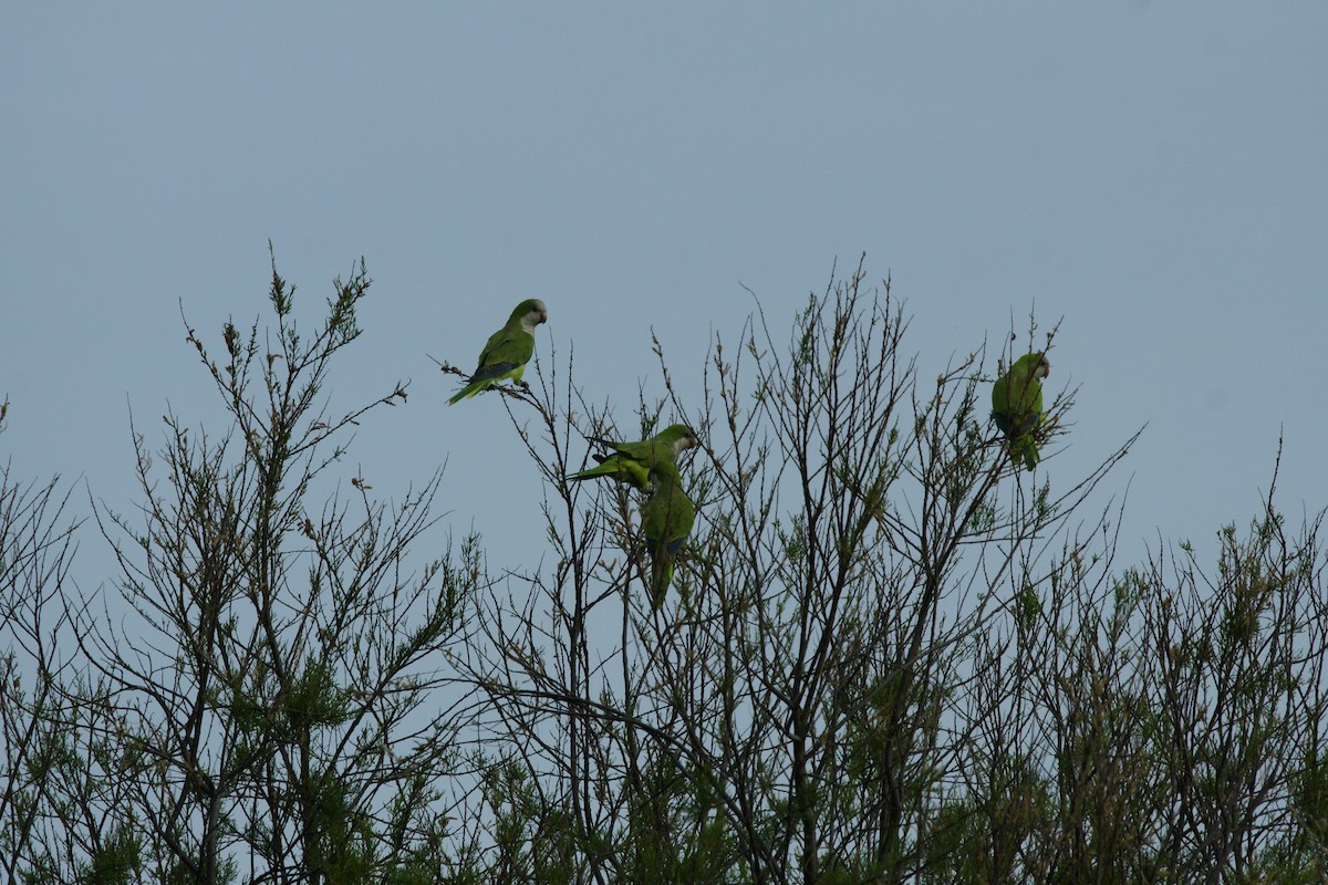 Monk Parakeet - ML646709182