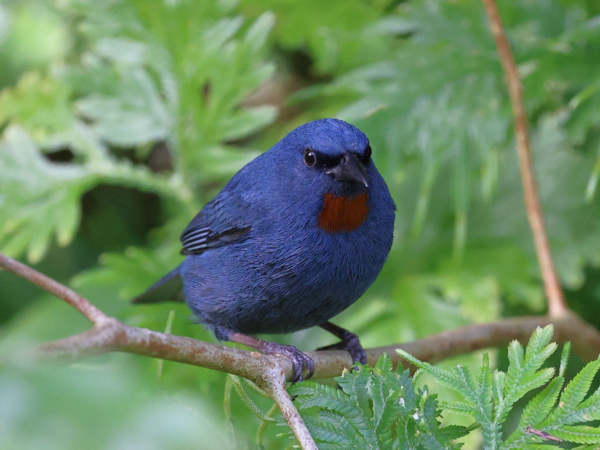 Orangequit - ML646709183